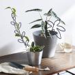 志成販売/植物の成長を支えるアイアンのプラントサポート スピアリーフ/423836