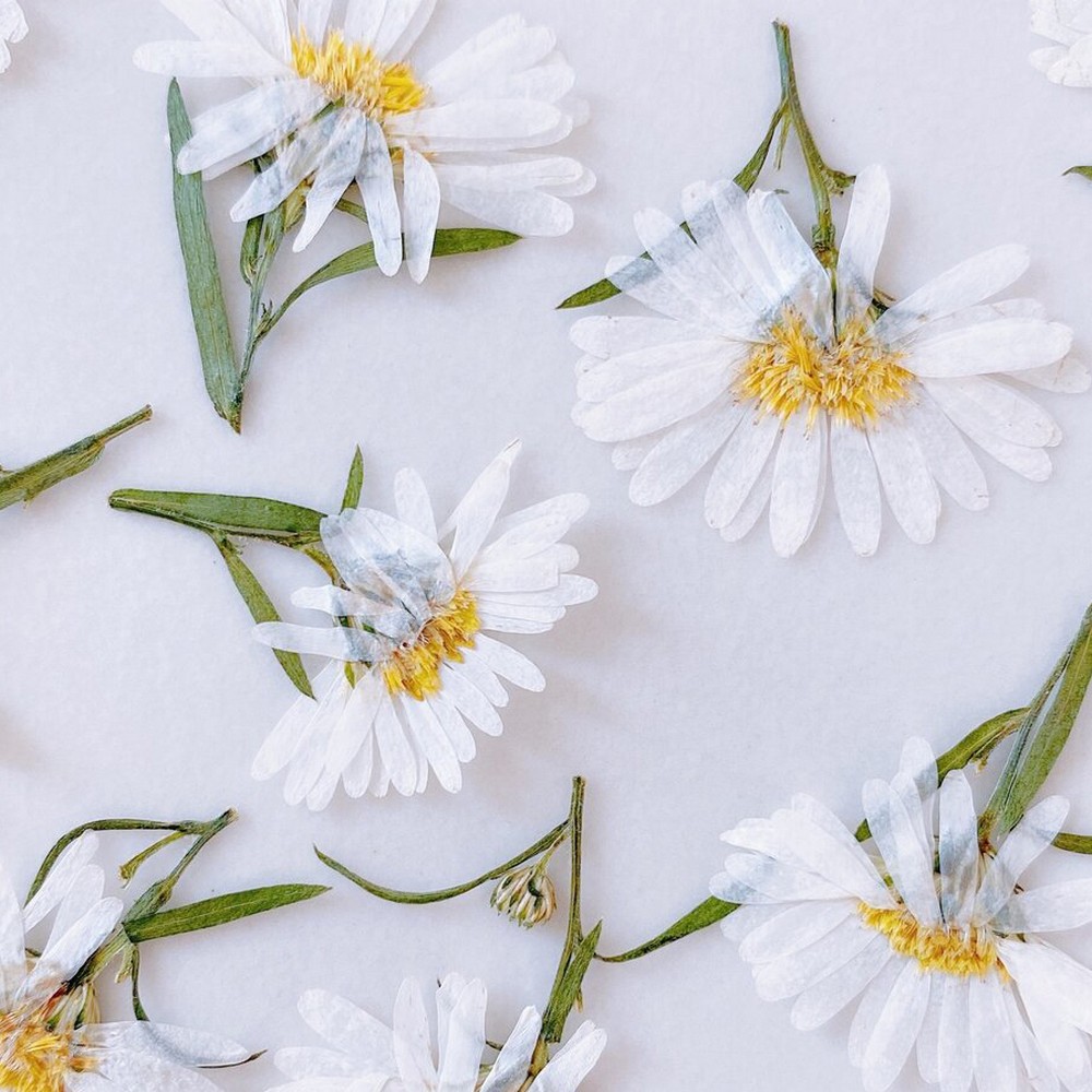 即日 ドライ M Flowers 押し花 孔雀アスター ホワイト 通販 はなどんやアソシエ 即日 ドライ M Flowers 押し花 孔雀アスター ホワイト 通販 はなどんやアソシエ