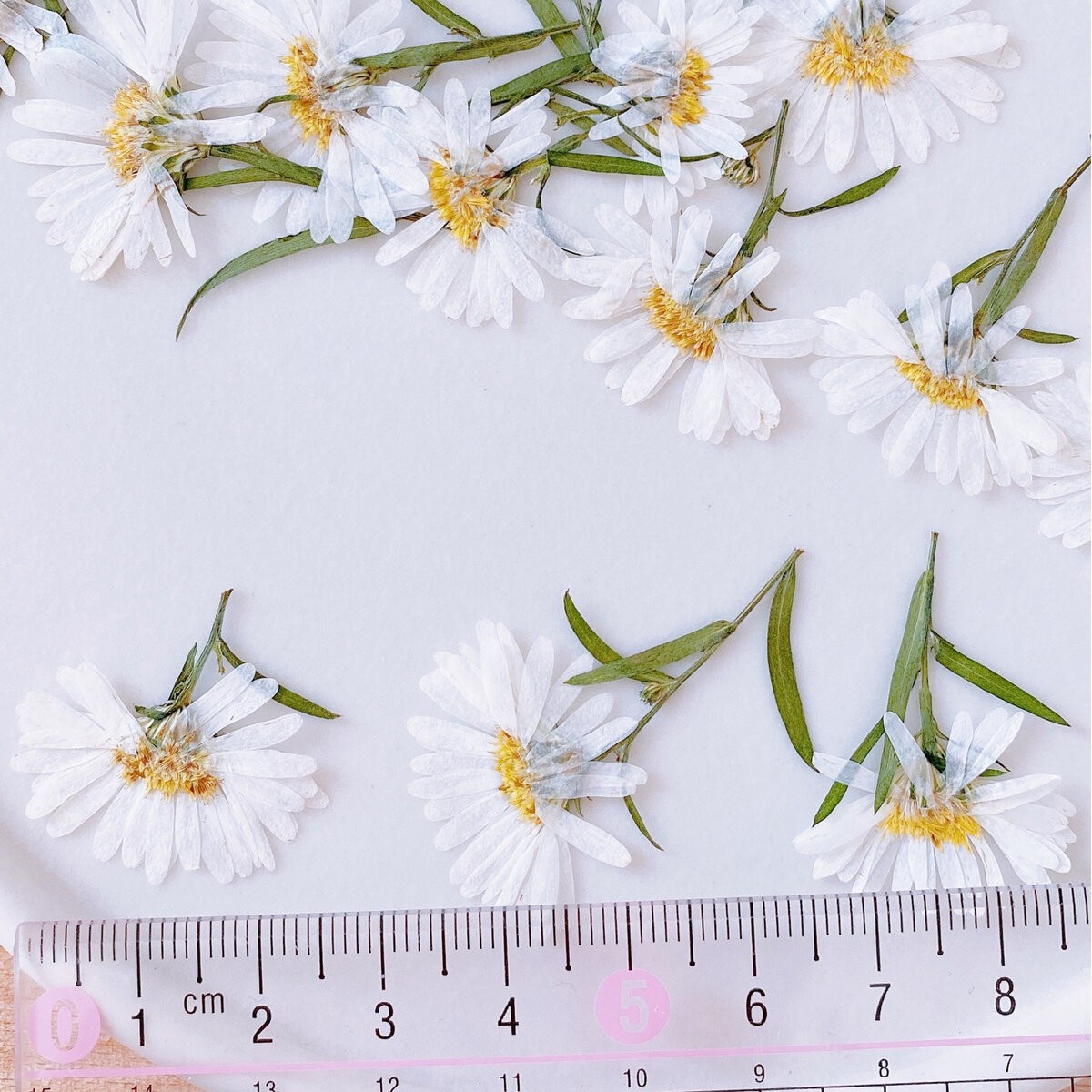 即日 ドライ M Flowers 押し花 孔雀アスター ホワイト 通販 はなどんやアソシエ 即日 ドライ M Flowers 押し花 孔雀アスター ホワイト 通販 はなどんやアソシエ