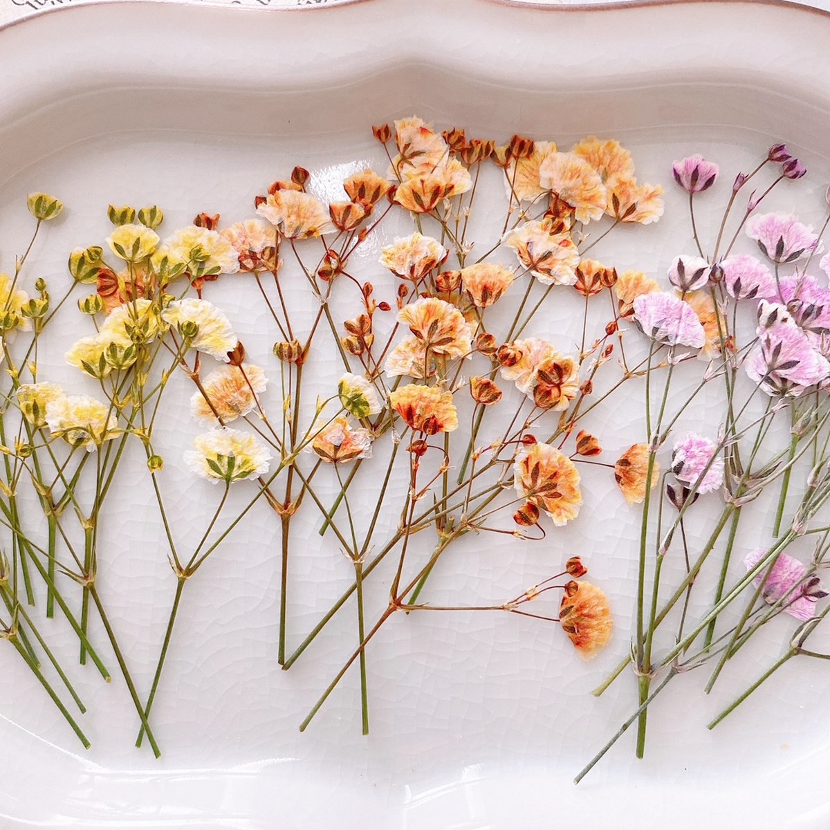 即日 ドライ M Flowers 押し花 かすみ草 3色アソート 通販 はなどんやアソシエ 即日 ドライ M Flowers 押し花 かすみ草 3色アソート 通販 はなどんやアソシエ