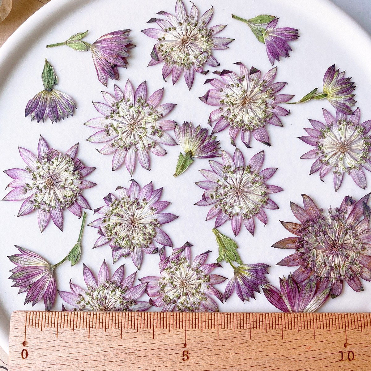 即日 ドライ M Flowers 押し花 アストランティア ローマ 通販 はなどんやアソシエ 即日 ドライ M Flowers 押し花 アストランティア ローマ 通販 はなどんやアソシエ
