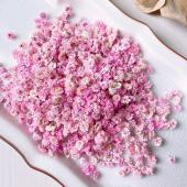 【ドライ】m flowers/かすみ草 ドライ 着色 ピンク