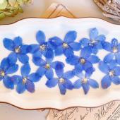 【ドライ】m flowers/押し花 デルフィニウム グランブルー