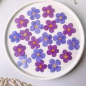 【ドライ】m flowers/押し花 バコパ 2色ミックス