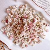 かすみ草 ドライフラワー 5本⇒5g　〈No.32〉 即日☆ 【ドライ】m flowers/かすみ草 ドライ 中サイズ 淡色ミックス