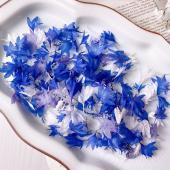 ドライ】m flowers/矢車草 ドライ - 花材通販はなどんやアソシエ