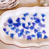 ドライ】m flowers/押し花 矢車草 花びら - 花材通販はなどんやアソシエ