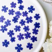 ドライ】m flowers/押し花 タピアン 紫 - 花材通販はなどんやアソシエ