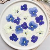 即日☆【ドライ】m flowers/押し花 ビオラ ミックス - 花材通販はなど