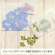 【ドライ】m flowers/押し花 スライマックス 葉 12輪