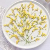 【ドライ】m flowers/押し花 ハイブリッドスターチス イエロー 15本