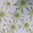 【ドライ】m flowers/押し花 フランネルフラワー 10輪