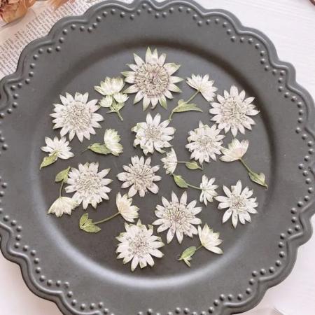 【ドライ】m flowers/押し花 アストランティア ホワイト 花10/蕾10
