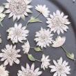【ドライ】m flowers/押し花 アストランティア ホワイト 花10/蕾10