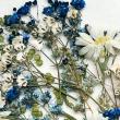 【ドライ】m flowers/押し花 ブルーボタニカルアソート