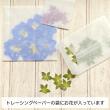 【ドライ】m flowers/押し花 ブルーボタニカルアソート
