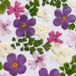 【ドライ】m flowers/押し花 小花 ミックスピンク系