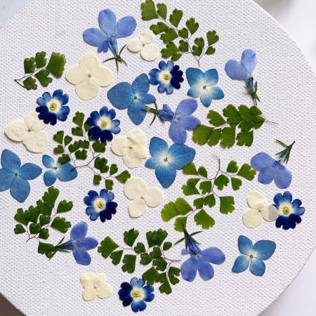 【ドライ】m flowers/押し花 小花 ミックスブルー系