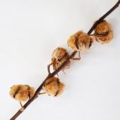 【ドライ】土と風の植物園/コットンフラワー ブラウン/dry-045-br