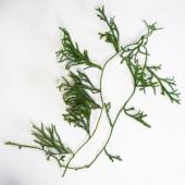 ドライ】土と風の植物園/ヒカゲノカズラ(ハイカズラ)/dry-060 - 花材