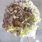 ドライ】土と風の植物園/紫陽花 アンティークグリーンレッド