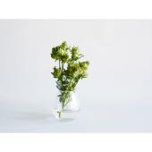 お花々＊様 小輪！八重咲き風鈴オダマキ 『ホワイト』【G】 | すべての商品