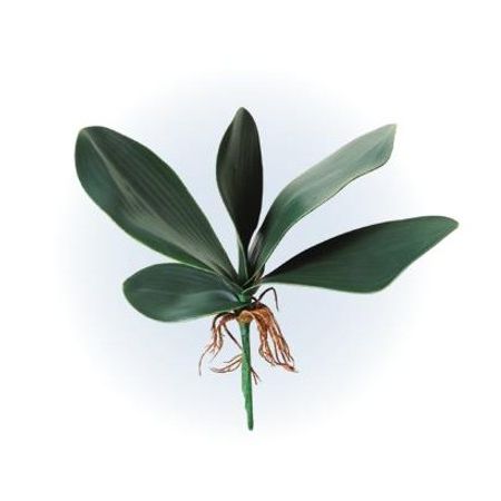 特価◎秦貴/オーキッドリーフ グリーン