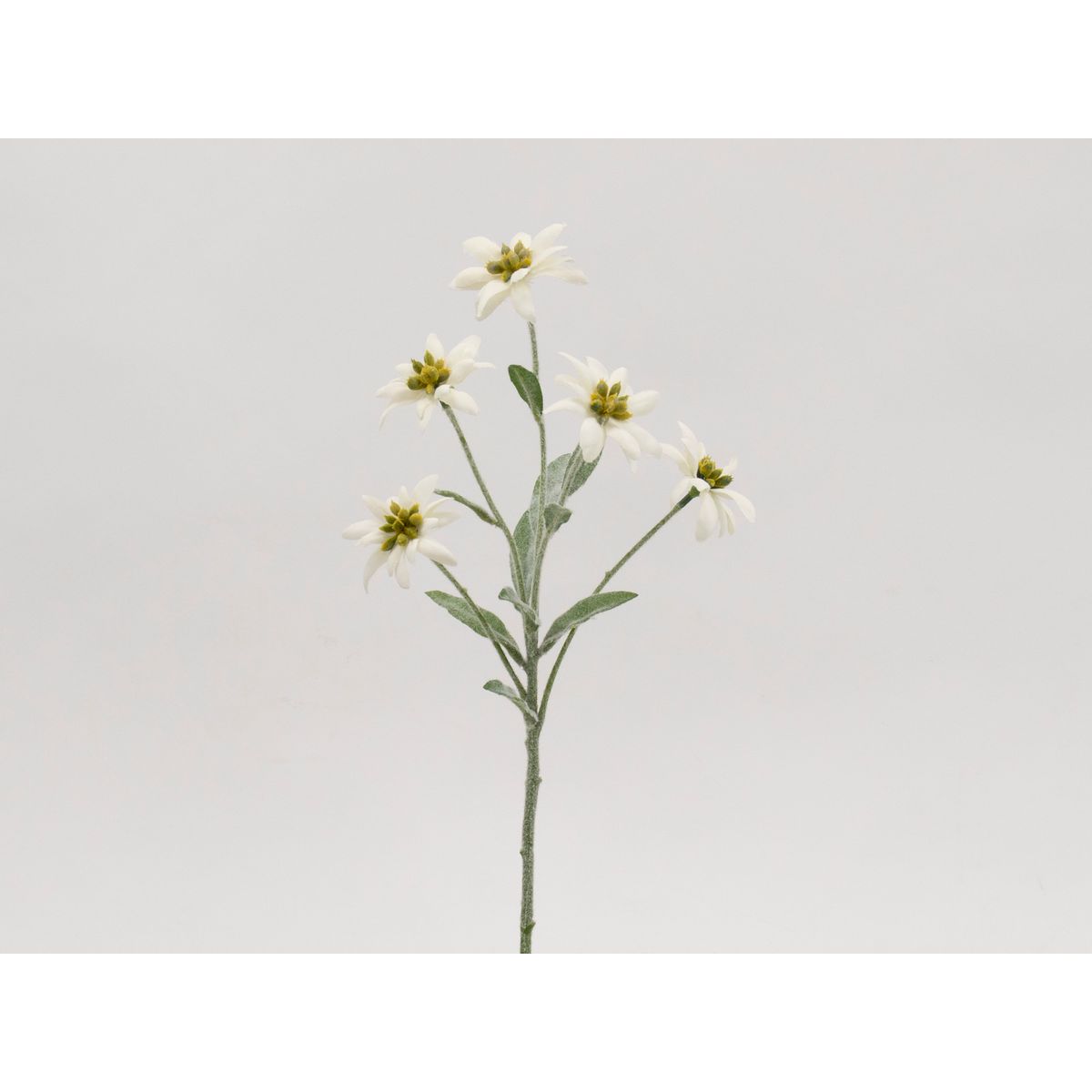 特価◎【造花】ビダヤコム/エーデルワイス クリーム/T0349-037C
