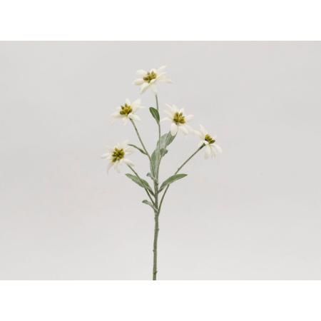 特価◎【造花】ビダヤコム/エーデルワイス クリーム/T0349-037C