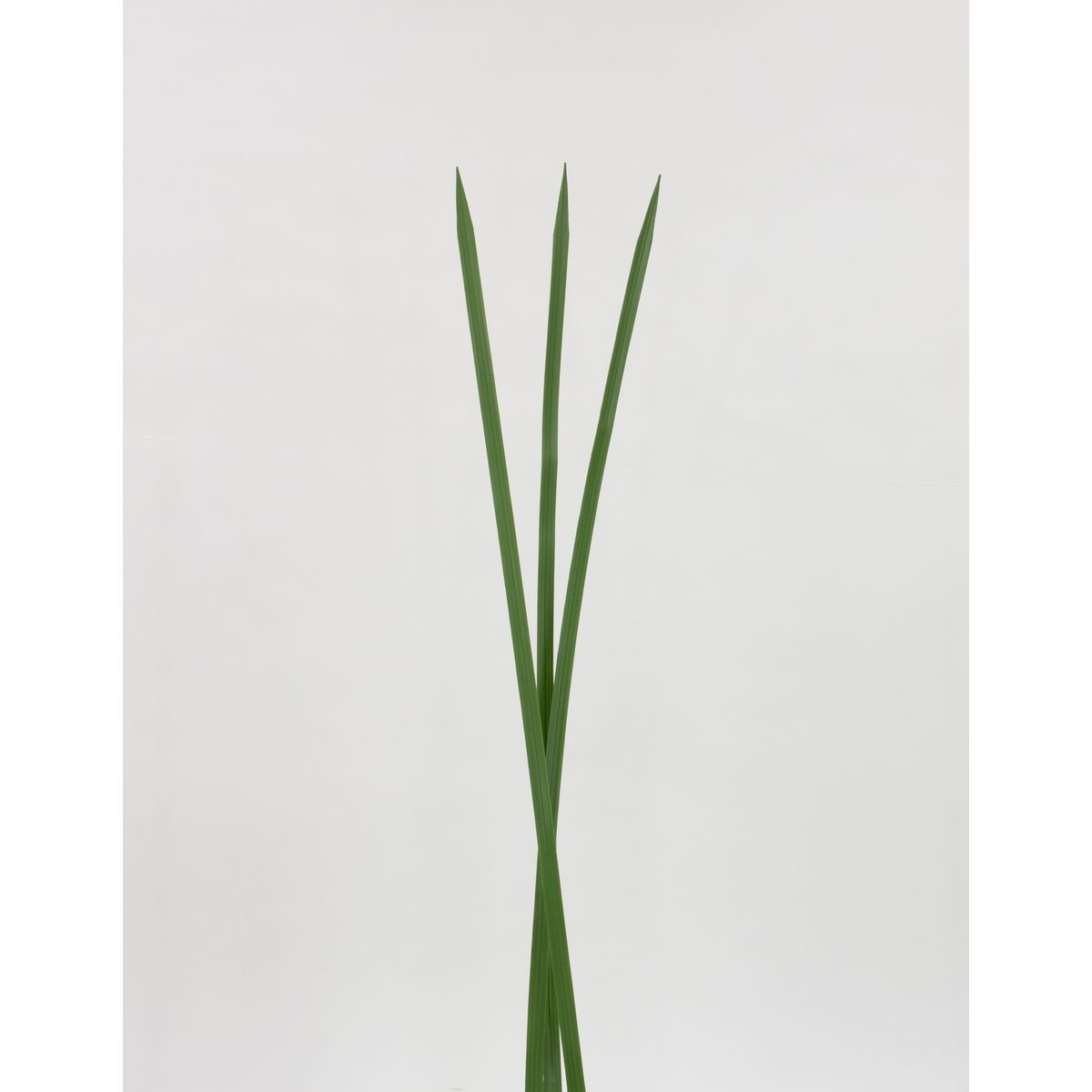特価◎【造花】ビダヤコム/フレックスグラス(6枚/袋) グリーン/V22096-024G