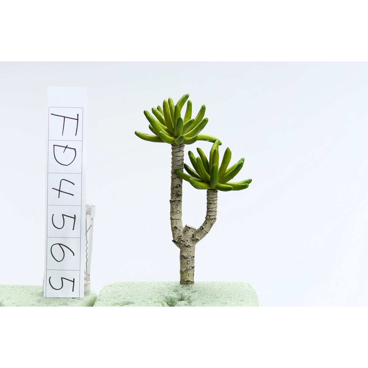 特価◎【造花】ビダヤコム/アオエニウム グリーン/FD4565-024G