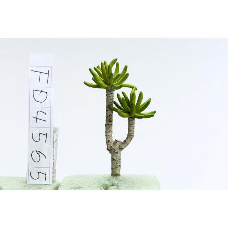 特価◎【造花】ビダヤコム/アオエニウム グリーン/FD4565-024G
