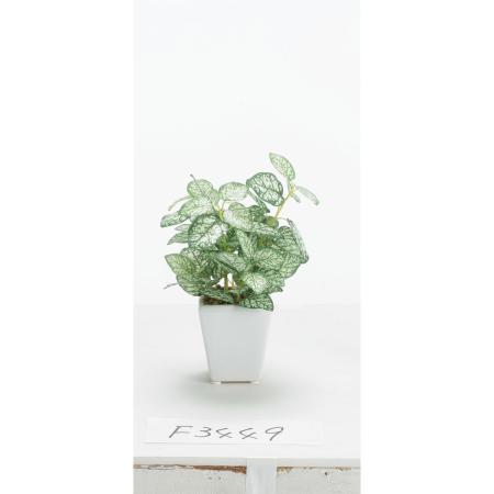 特価◎【人工観葉植物】ビダヤコム/ペペロミアポット グリーン/ホワイト/F3449-185G/W