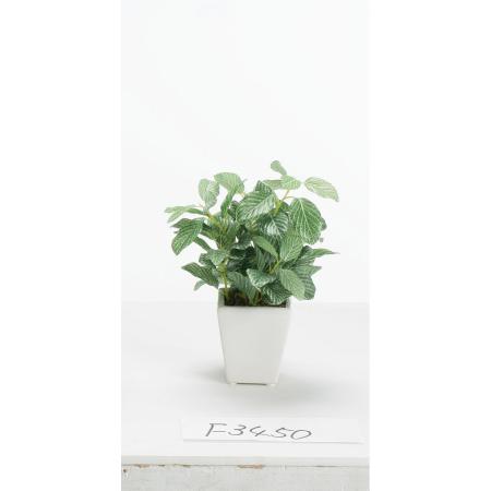特価◎【人工観葉植物】ビダヤコム/フィットニアミニポット グリーン/ホワイト/F3450-185G/W