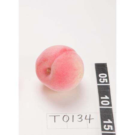 特価◎【造花】ビダヤコム/リアルタッチピーチ ピーチ/T0134-006PEA