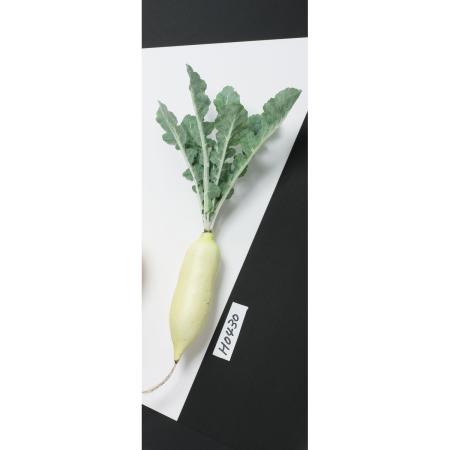 特価◎【造花】ビダヤコム/ダイコン ホワイト/V24135-001W