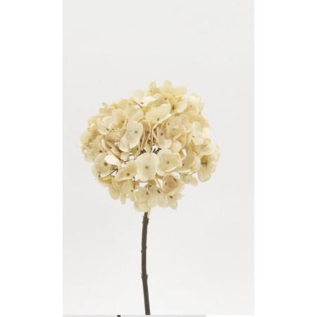 特価◎【造花】ビダヤコム/ドライハイドレンジア ベージュ/V22150-013BEIGE