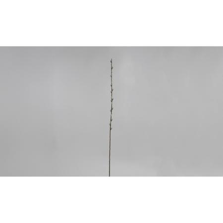 特価◎【造花】ビダヤコム/ネコヤナギ NAT ナチュラル/V26140-022
