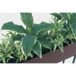 【直送】【人工観葉植物】ベルク/デザインパーテーション セピア/GR2008 ※返品・代引・キャンセル不可・個人宅配送不可