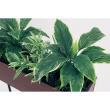 【直送】【人工観葉植物】ベルク/デザインパーテーション セピア/GR2008 ※返品・代引・キャンセル不可・個人宅配送不可