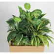 【直送】【人工観葉植物】ベルク/スタッキングプランター セピア/GR2556 ※返品・代引・キャンセル不可・個人宅配送不可