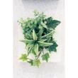 【直送】【人工観葉植物】ベルク/ウォールポット 白/GR4467 ※返品・代引・キャンセル不可・個人宅配送不可