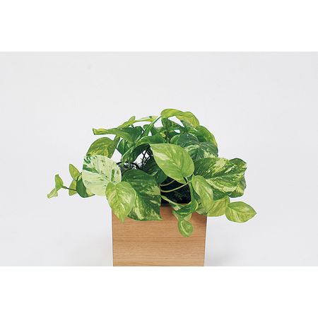 特価◎【直送】【人工観葉植物】ベルク/卓上ポット ナチュラル/GR4481 ※返品・代引・キャンセル不可・個人宅配送不可