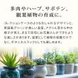 特価◎【直送】住まいスタイル/木製窓付グリーンハウス (温室) 「OWN」(オウン) ダークグリーン/GRH45DGR