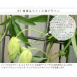 特価◎【直送】住まいスタイル/アイアン製グリーンカーテン グラフ ハンマートーンシルバー/IF-GC014SLV