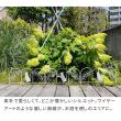 特価◎【直送】住まいスタイル/アイアンフェンス ミニ(猫) 20枚組 ブラック/NK7238-20P-BLK