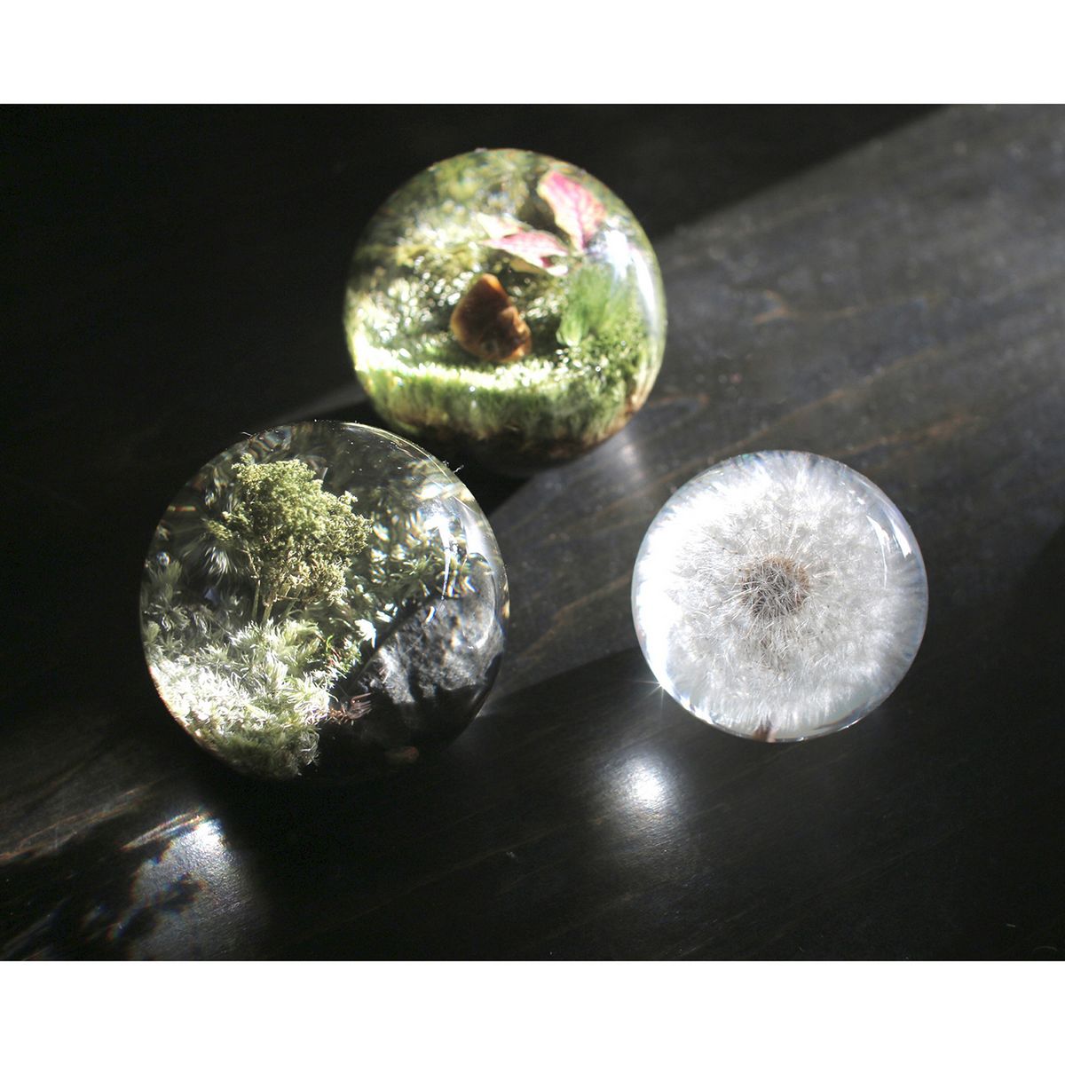 SOW/ペーパーウェイト ボタニカルオーブ フットニア/NBP001