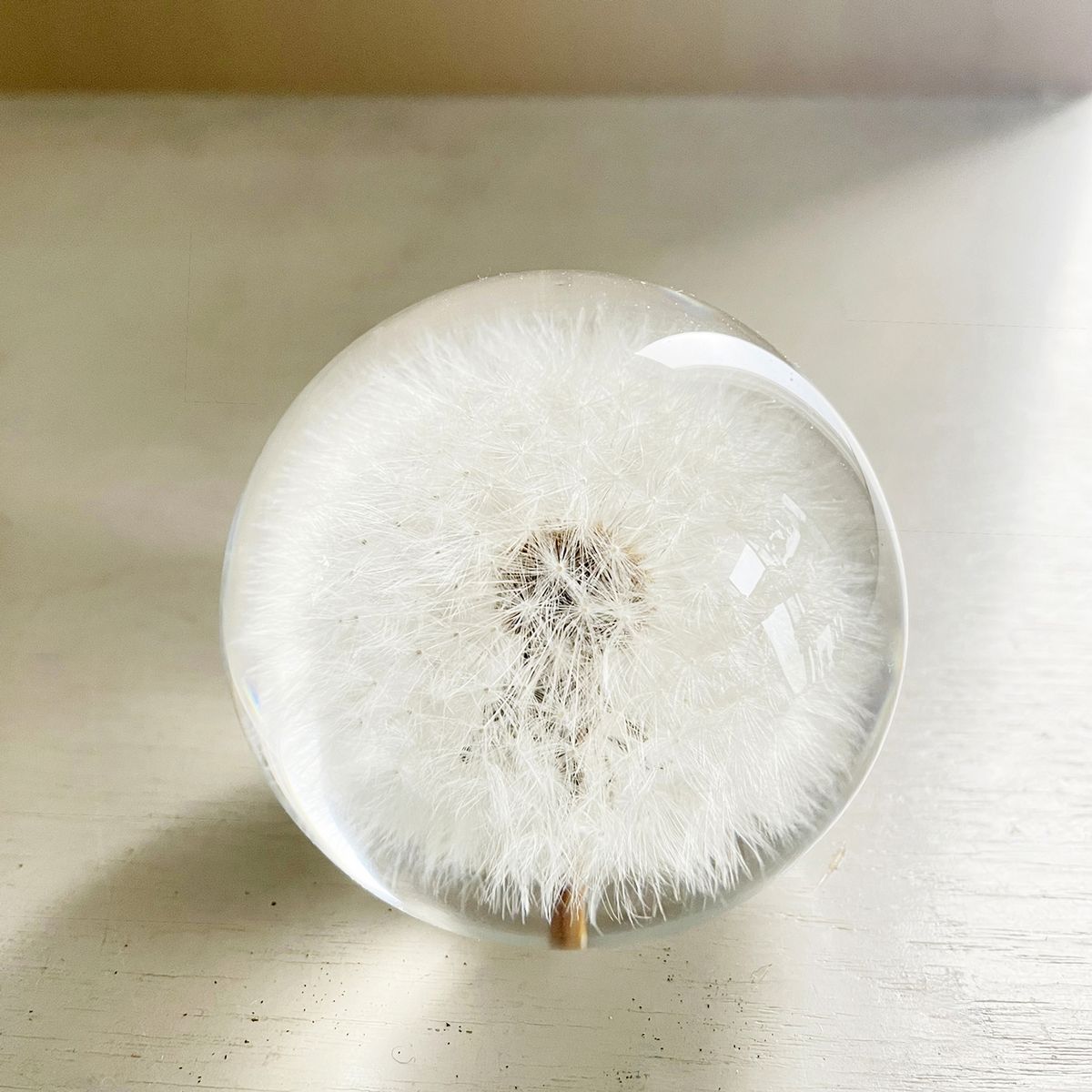 SOW/ペーパーウェイト ボタニカルオーブ ダンデライオン/NBP004