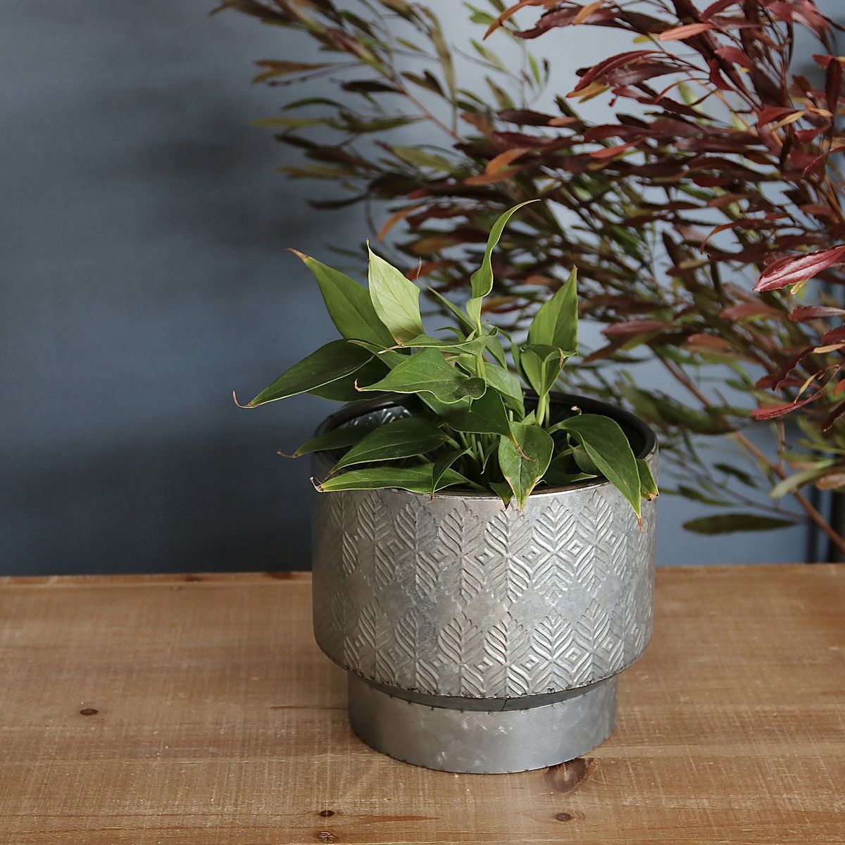 SOW/ノルディックリーフ ポットリーフ Mサイズ/FJGG2713