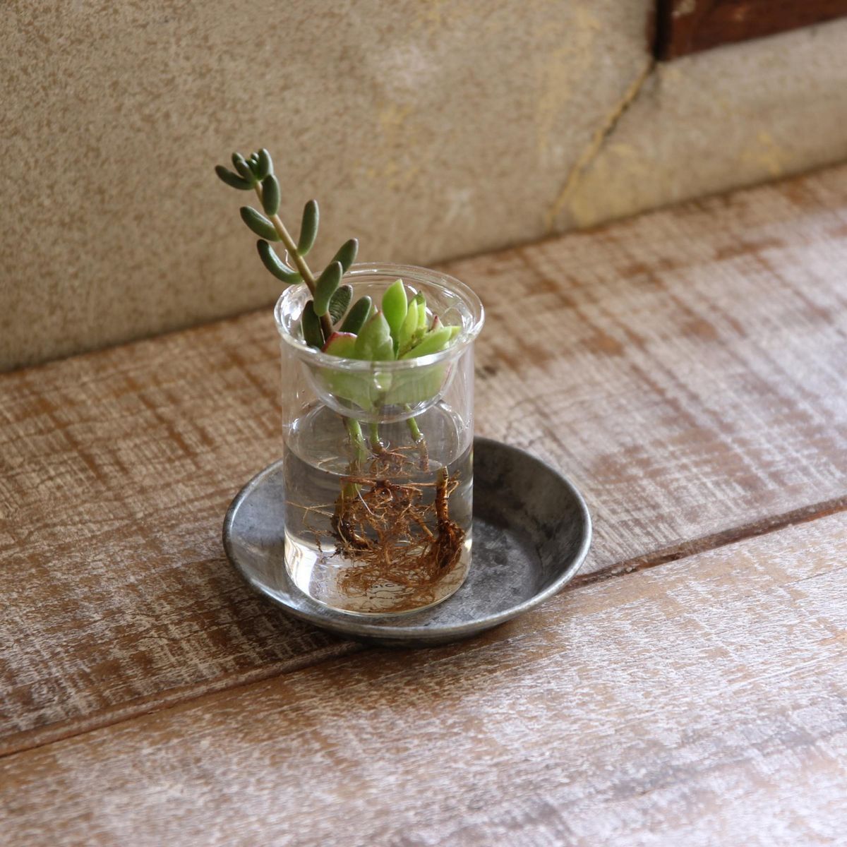 SOW/ブリキラウンドトレイ XSサイズ/BAGT1641SW